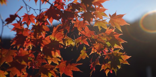 2016年10月中旬　滝の上公園　紅葉